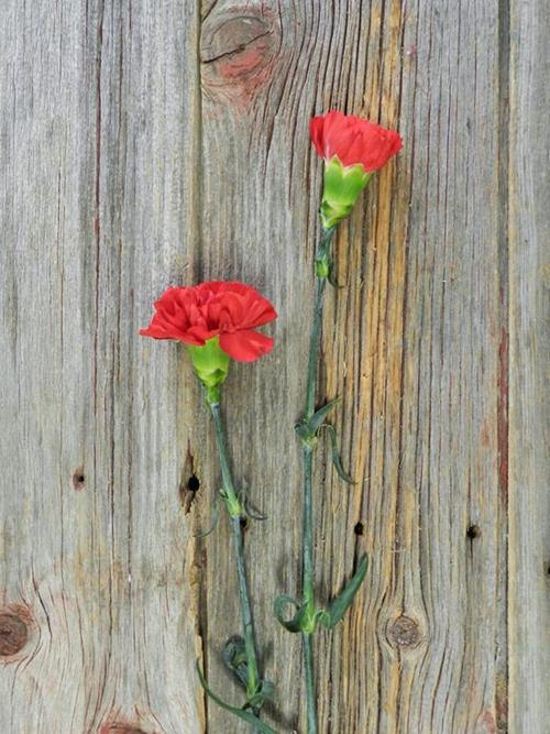 GRANSOLE RED CARNATIONS